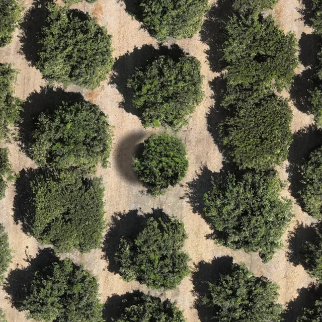 Simulated close-up of spot 02 at a repeat survey: a young tree fills the gap