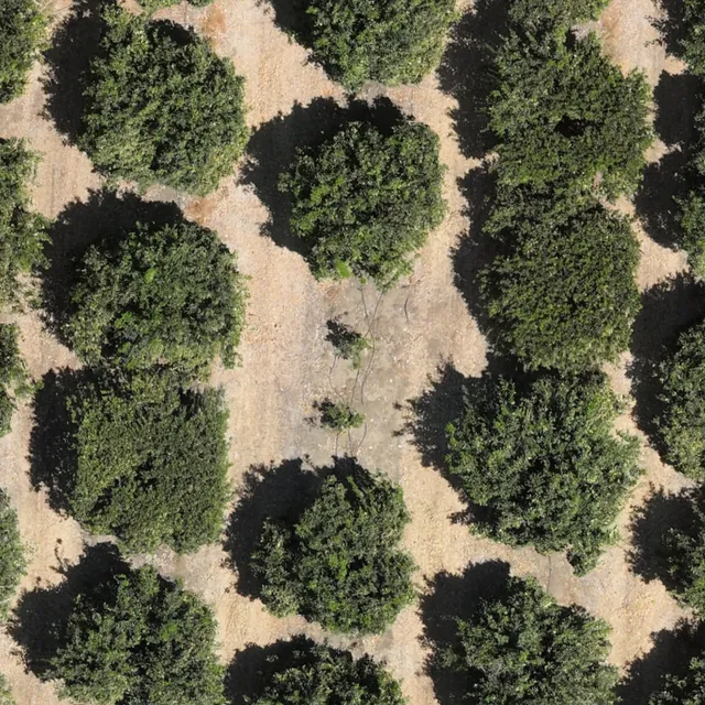 Close-up of spot 02: open ground where a tree crown is expected, with two young replants